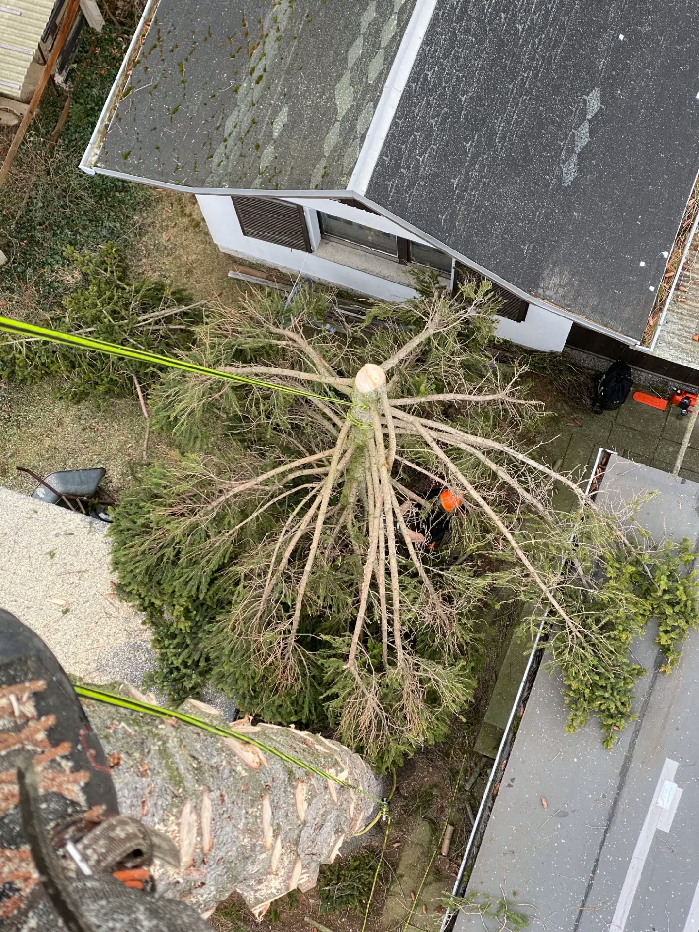 Blick aus der Baumkrone: abgetragene Fichtenkrone liegt zwischen Hausdächern im Garten