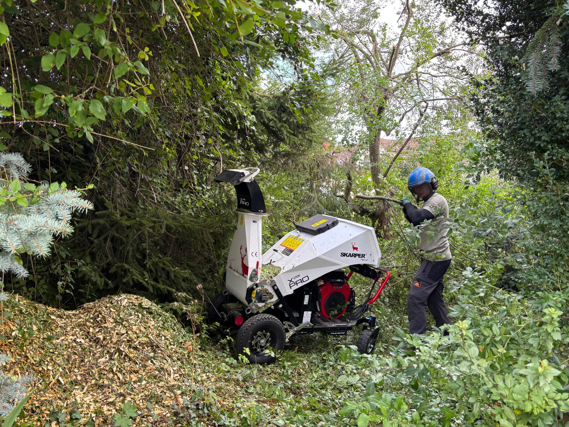 Baumpfleger mit Helm führt Schnittgut in einen Häcksler in einem dicht bewachsenen Garten