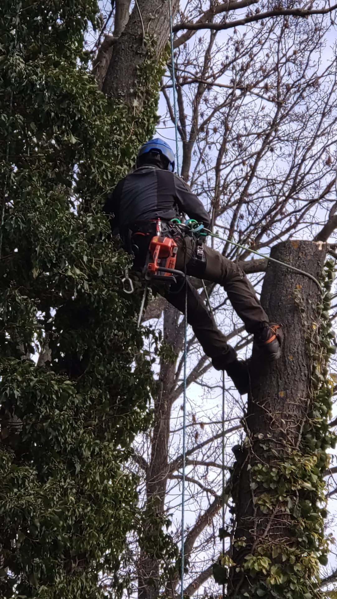 Baumpfleger mit Helm hängt im Seil an einem efeubewachsenen Baumstamm