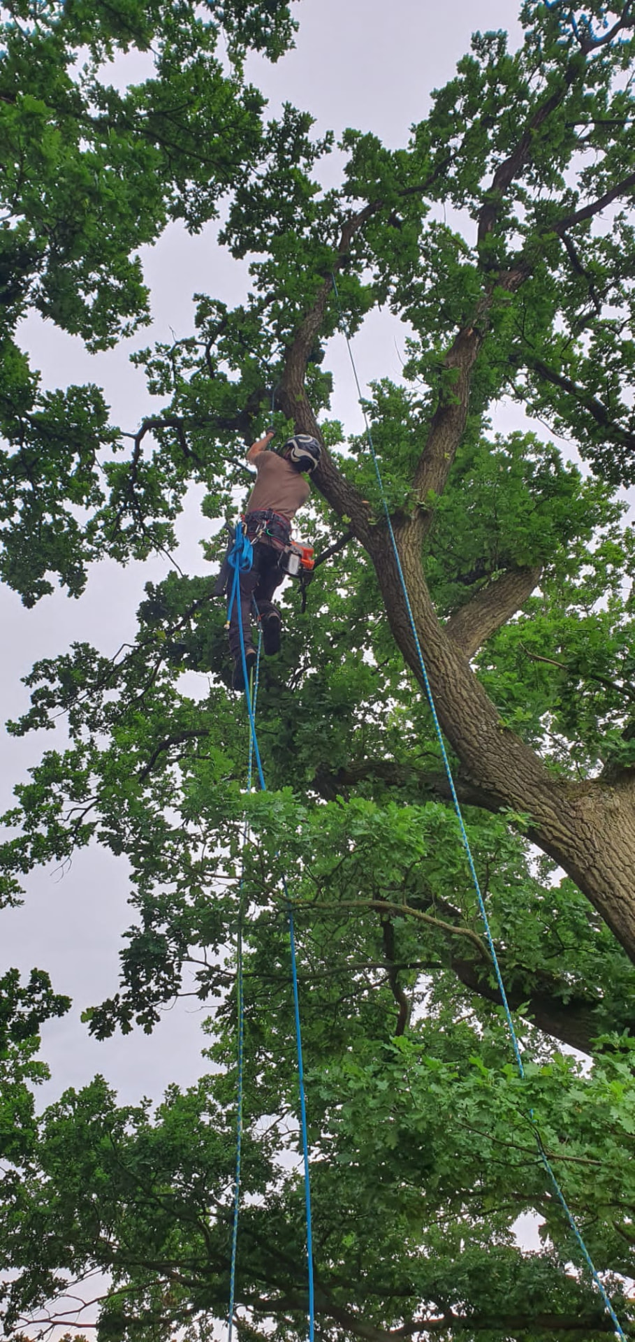 Baumpfleger mit Helm und Kletterausrüstung arbeitet an einem großen Laubbaum